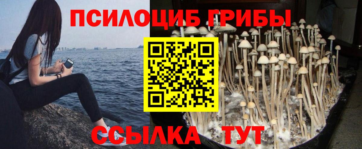 наркотики  Бердск  Галлюциногенные грибы GOLDEN TEACHER 