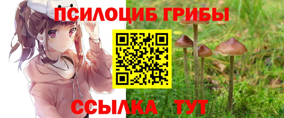 Галлюциногенные грибы Psilocybe Бердск