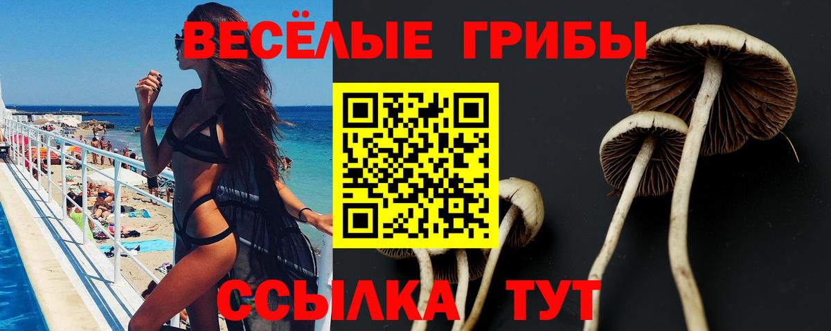 Псилоцибиновые грибы Cubensis Бердск