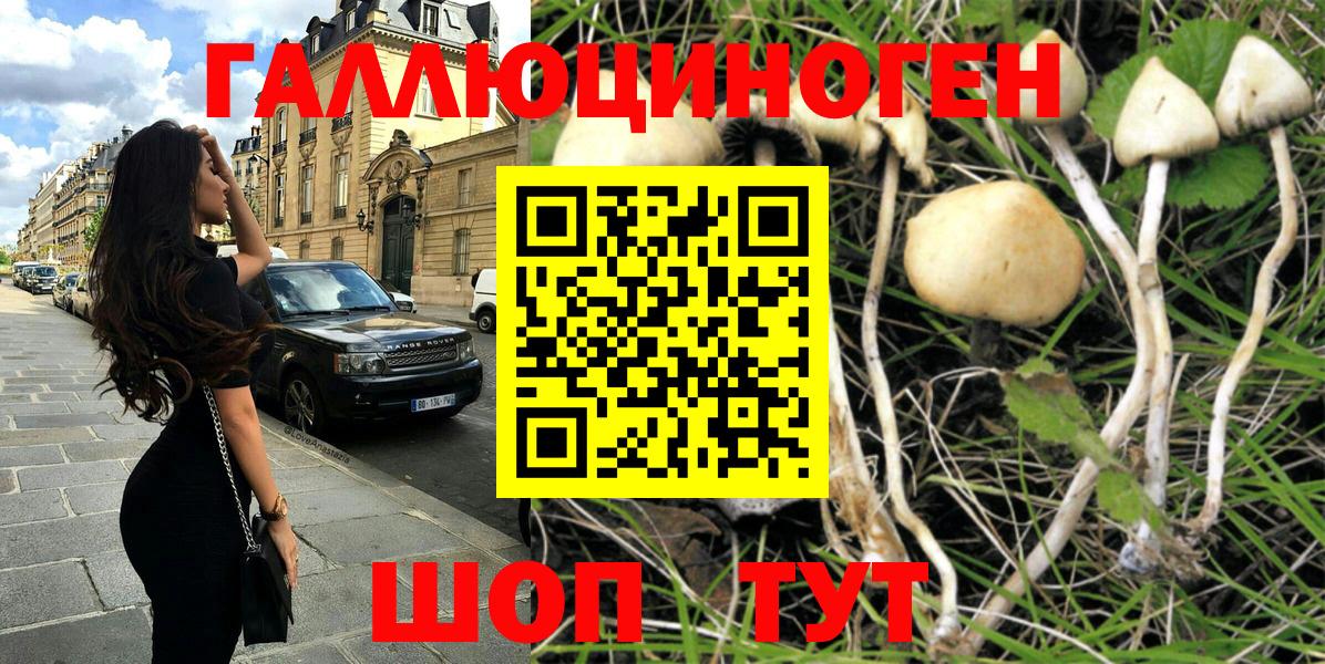 где купить   Вход с VPN  Бердск  Галлюциногенные грибы MAGIC MUSHROOMS 